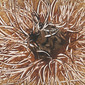 Magnetic Lines 09 2