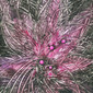 Lydia Darvas Magnetic Lines 30 29
