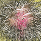 Lydia Darvas Magnetic Lines 33 42