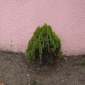 Shrub