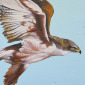 Hawk No. 1