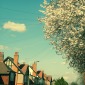 Blue Sky and Blossom, 2010