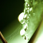 Drip Drop