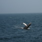 Fly and dance
