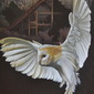 Barn Owl