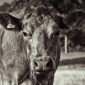 Cow on Petersham Meadow