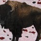 American Bison