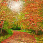 New York Autumn Trail 1 - Adirondacks