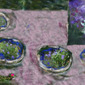 Breakfast with Violets