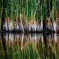 Cattails