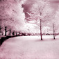 Infrared Park