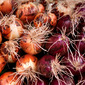 Onions