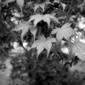 Red Maple Bokey