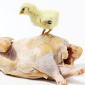 Hühnchen auf Huhn.