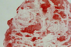 Rhiannon Salisbury