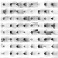 An European Pattern