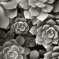 Succulents