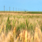 Grain field in summertime - HDR photo