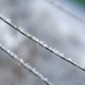 snowflakes on a wire - 02
