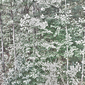 The Sun and the Trees and the Fall Wind (White), 2