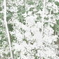The Sun and the Trees and the Fall Wind (White), 3