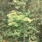 The Sun and the Trees and the Fall Wind (Green), 1