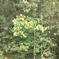 The Sun and the Trees and the Fall Wind (Green), 2 