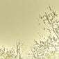 Summer Gold, 1