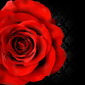 Romantic Rose