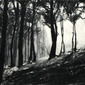 woods at dusk
