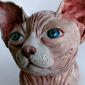 Sphynx (close-up)