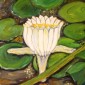 Water Lily