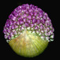 Alium Ascendant