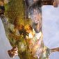 DEKAKTOSANGELCLOSEUP