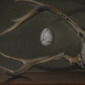 Egg, Feather and Fig