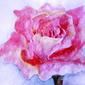 Just Rose