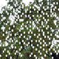 Patched tree