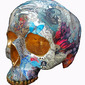 Skull 5 by Miranda Woodard
