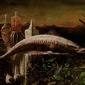 Apophis