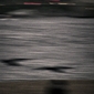 Ravens above Neva