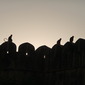 Monkey sunset