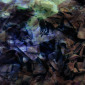 Macerie 3061 (aka: "Ruins 3061")