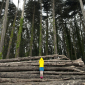 Through the Woods #2