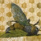 Plight of the Honey Bee