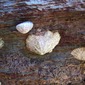 Limpets 2