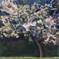 Cherry Tree