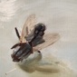 A Fly