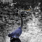 Blue Heron, 2008