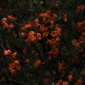 Quince Bush , 2008