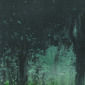 Light in the Trees